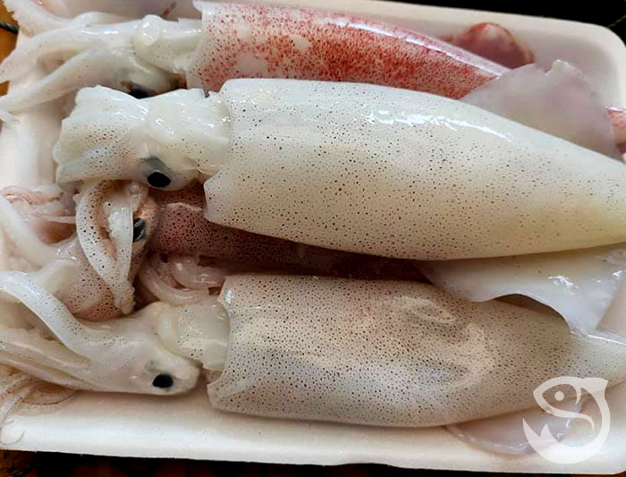 Mực ống
