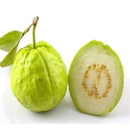 Ổi giống đài loan 