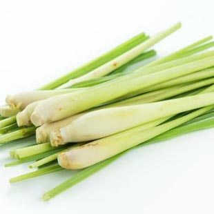 Sả cây