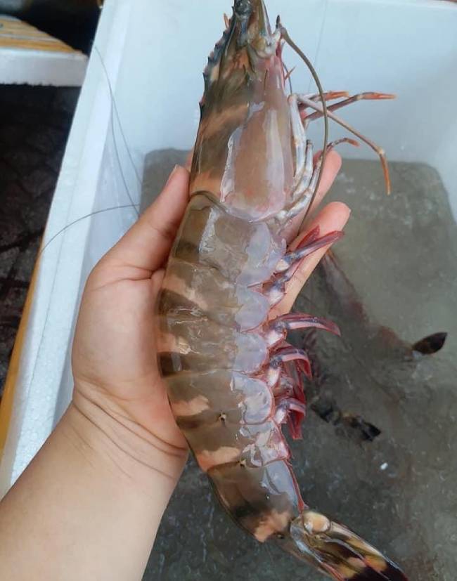 Tôm sú tưới Cà Mau