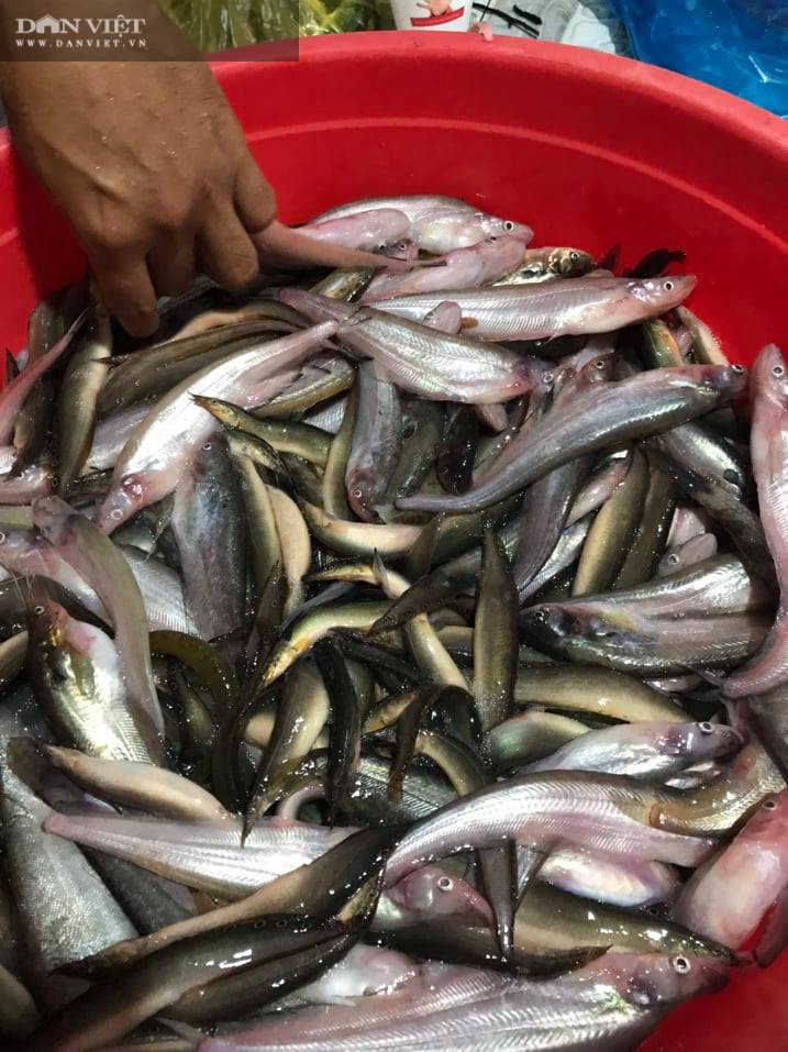 Cá đổng