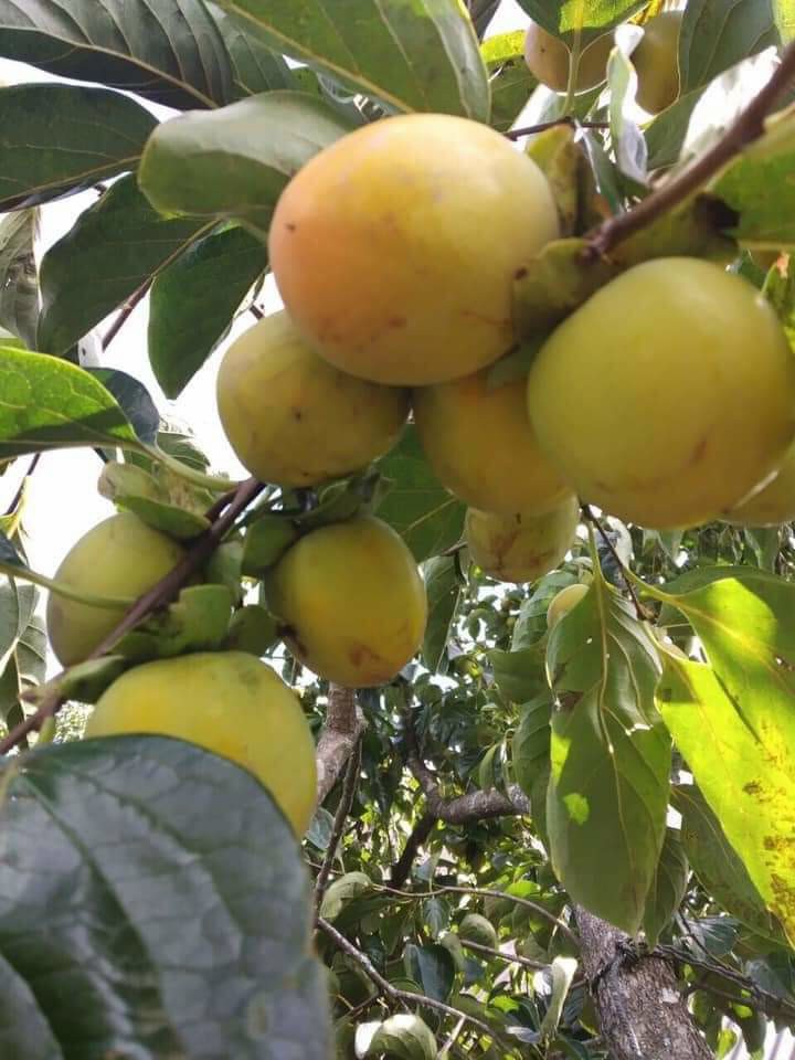 Dưa lưới
