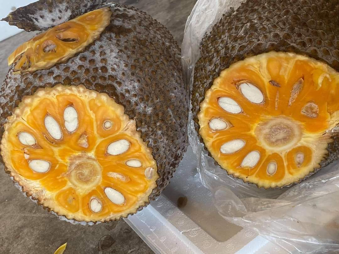 Mít Thái cả quả
