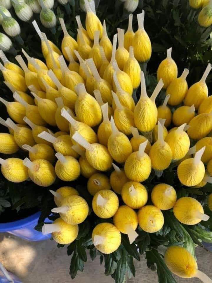 CÚC LƯỚI vàng