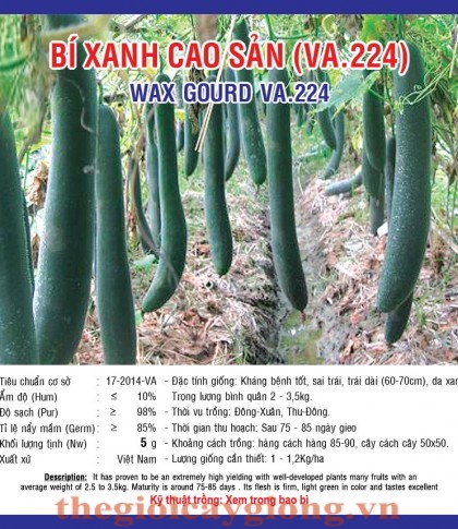 BÍ XANH CAO SẢN
