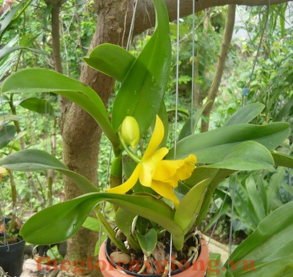 Cattleya Ra Hoa