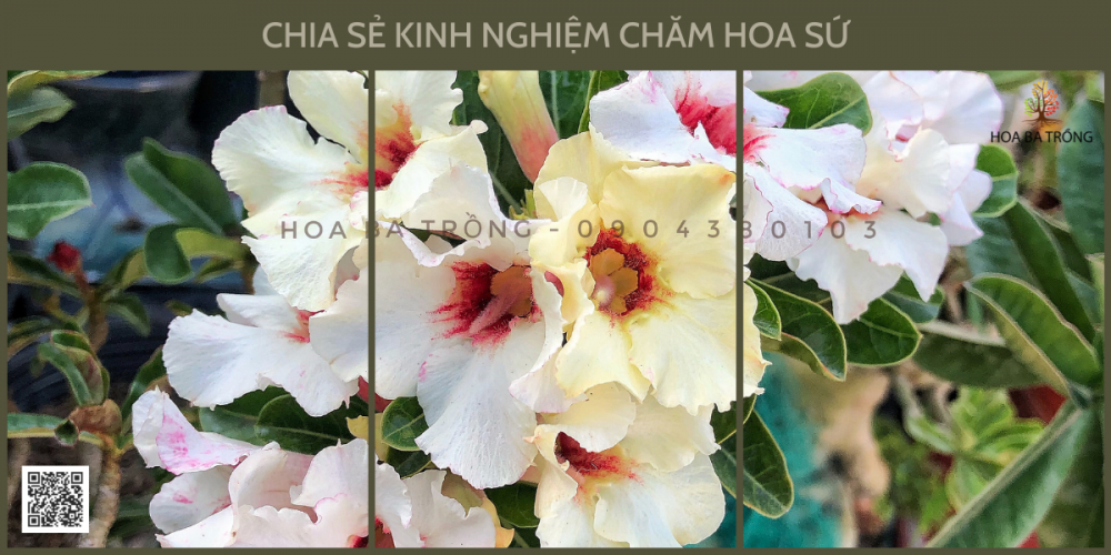 Giảm ngay 2 triệu đồng khi mua nhẫn cầu...