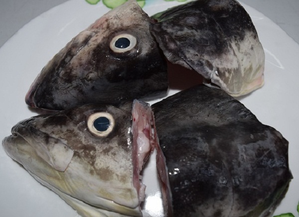 đầu cá bớp