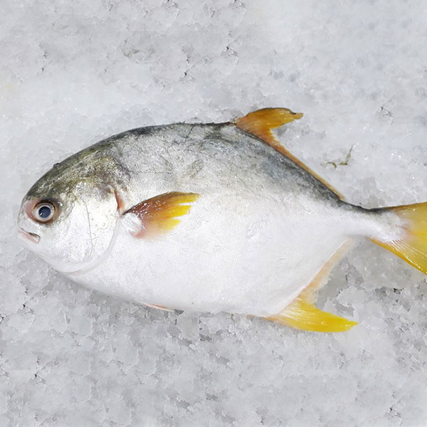 Cá  chim trắng