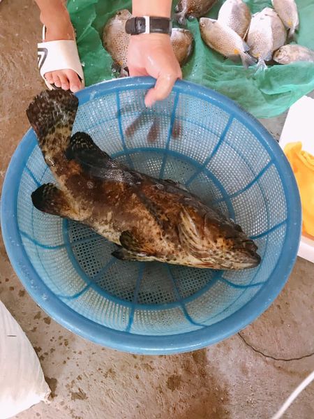 Cá mú bông loại 1