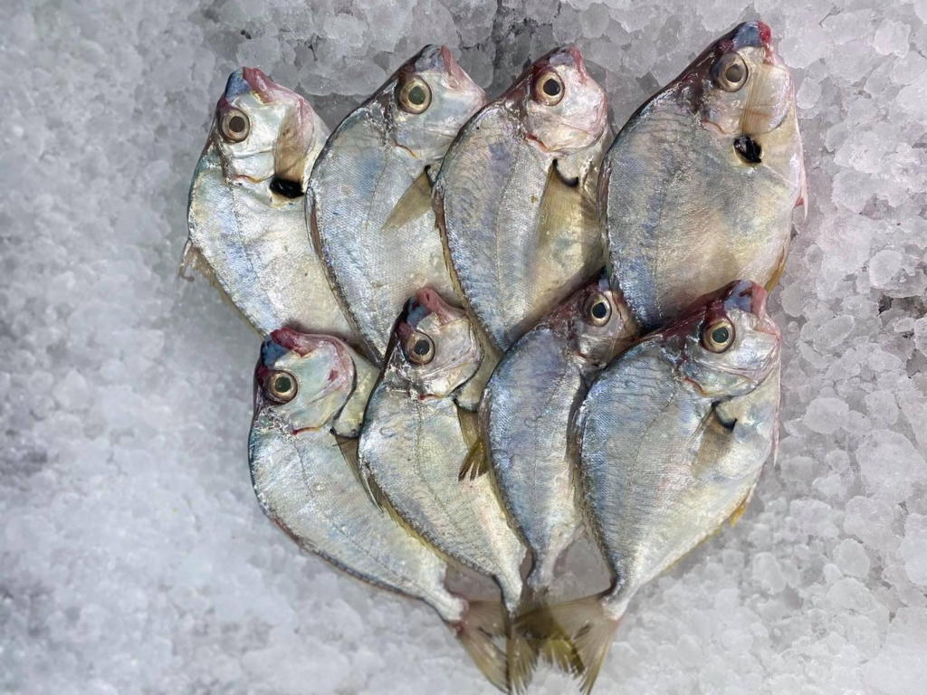 Cá liệt biển