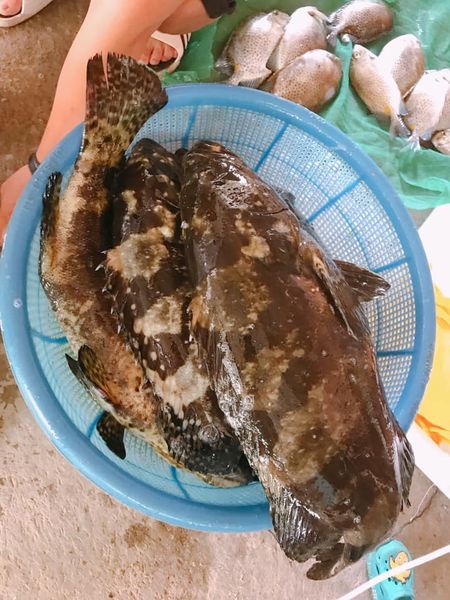 Cá mú bông loại to