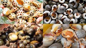 ốc mix các loại