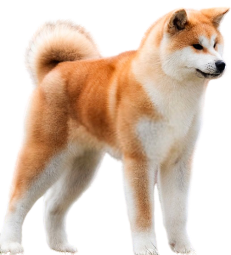 Akita Inu