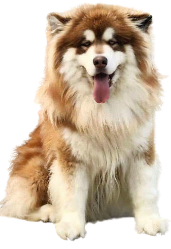 Alaska Giant
