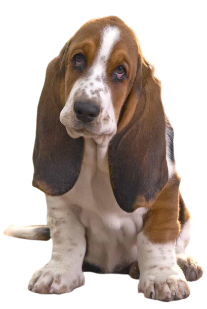 Basset Hound