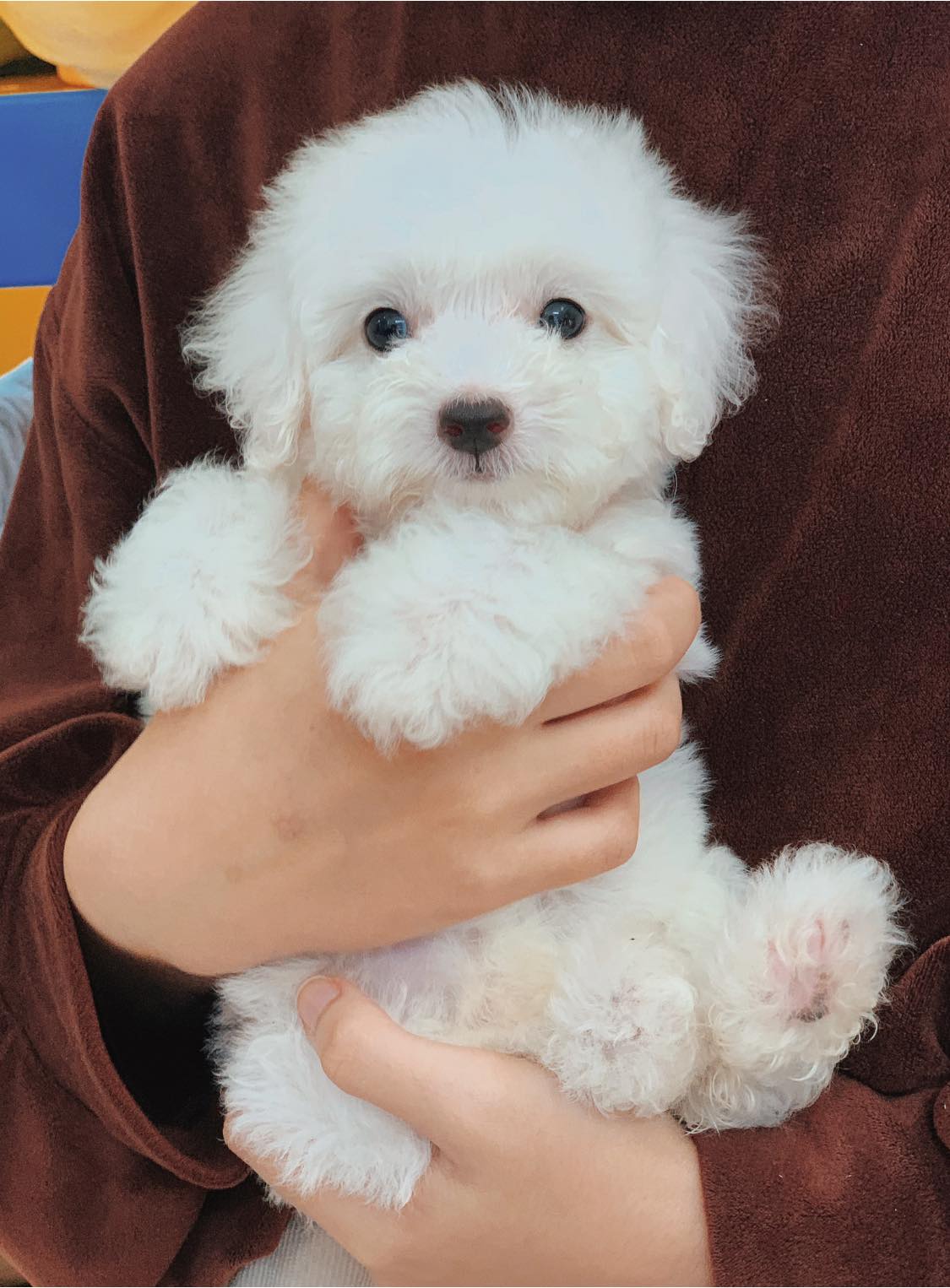 Bé Poodle Có Bộ Lông Trắng Như Tuyết, Bông Xù Trông Như Búp Bê