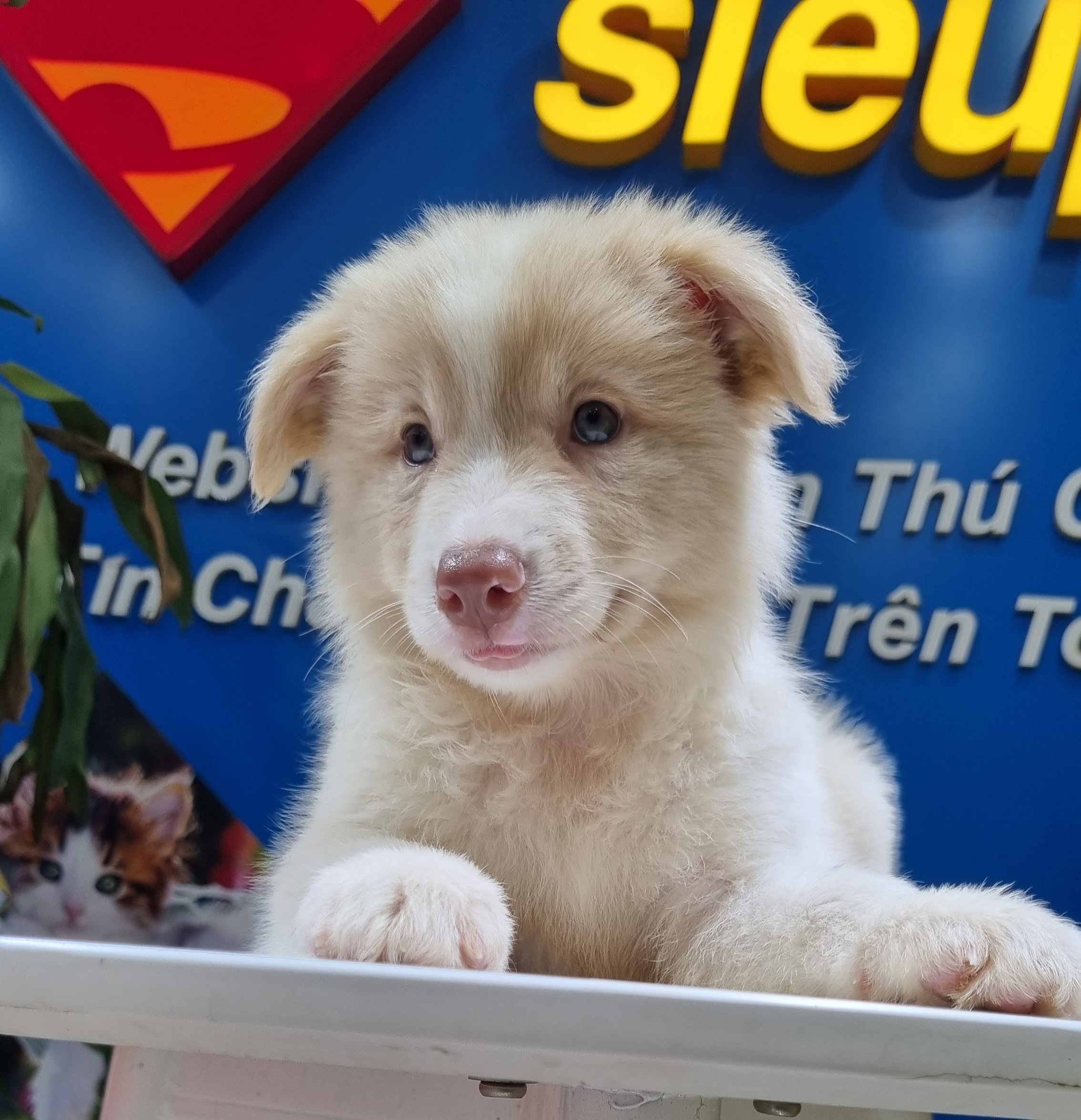 Border Collie Có Bộ Lông Màu Vàng Trắng Cực Lạ Mắt