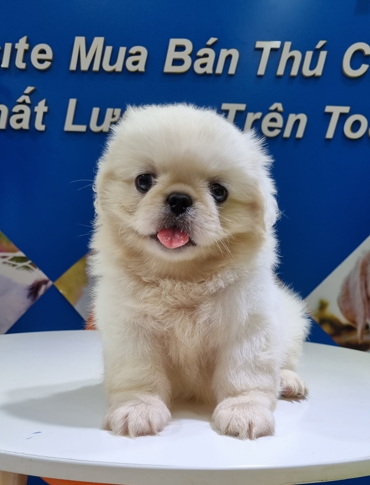 CHÓ BẮC KINH - CHÚ GẤU BÔNG TRẮNG ĐÁNG YÊU TÌM NHÀ MỚI Ạ