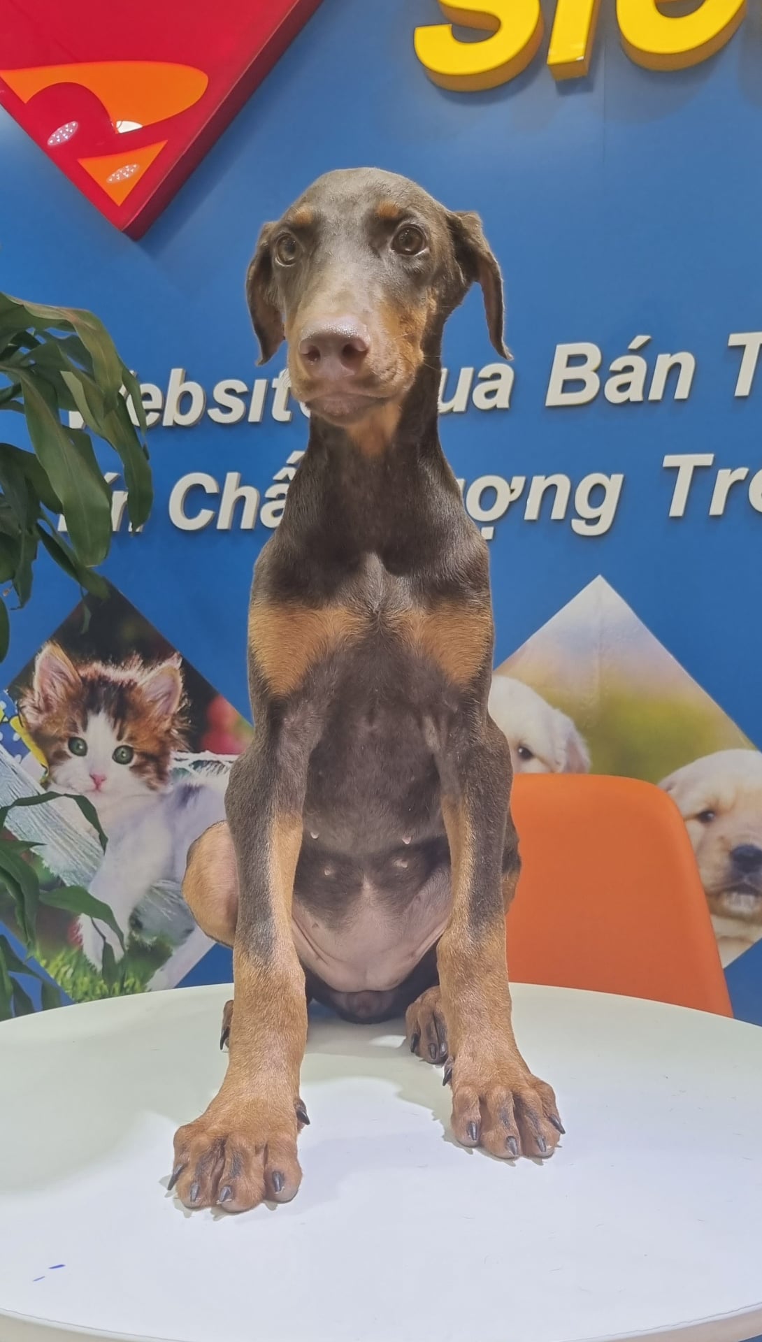 Chó Doberman - Thông Minh, Gan Dạ Và Cực Trung Thành