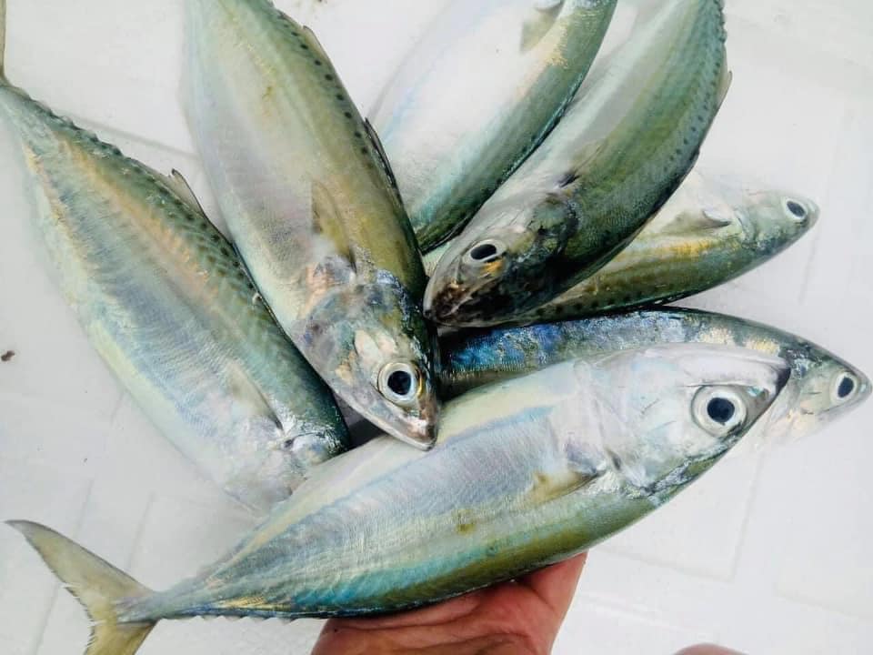 Cá Bạc Má