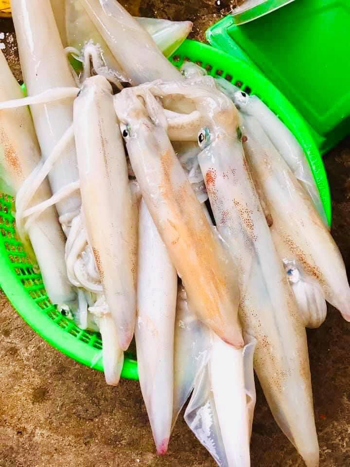 Mực Ống