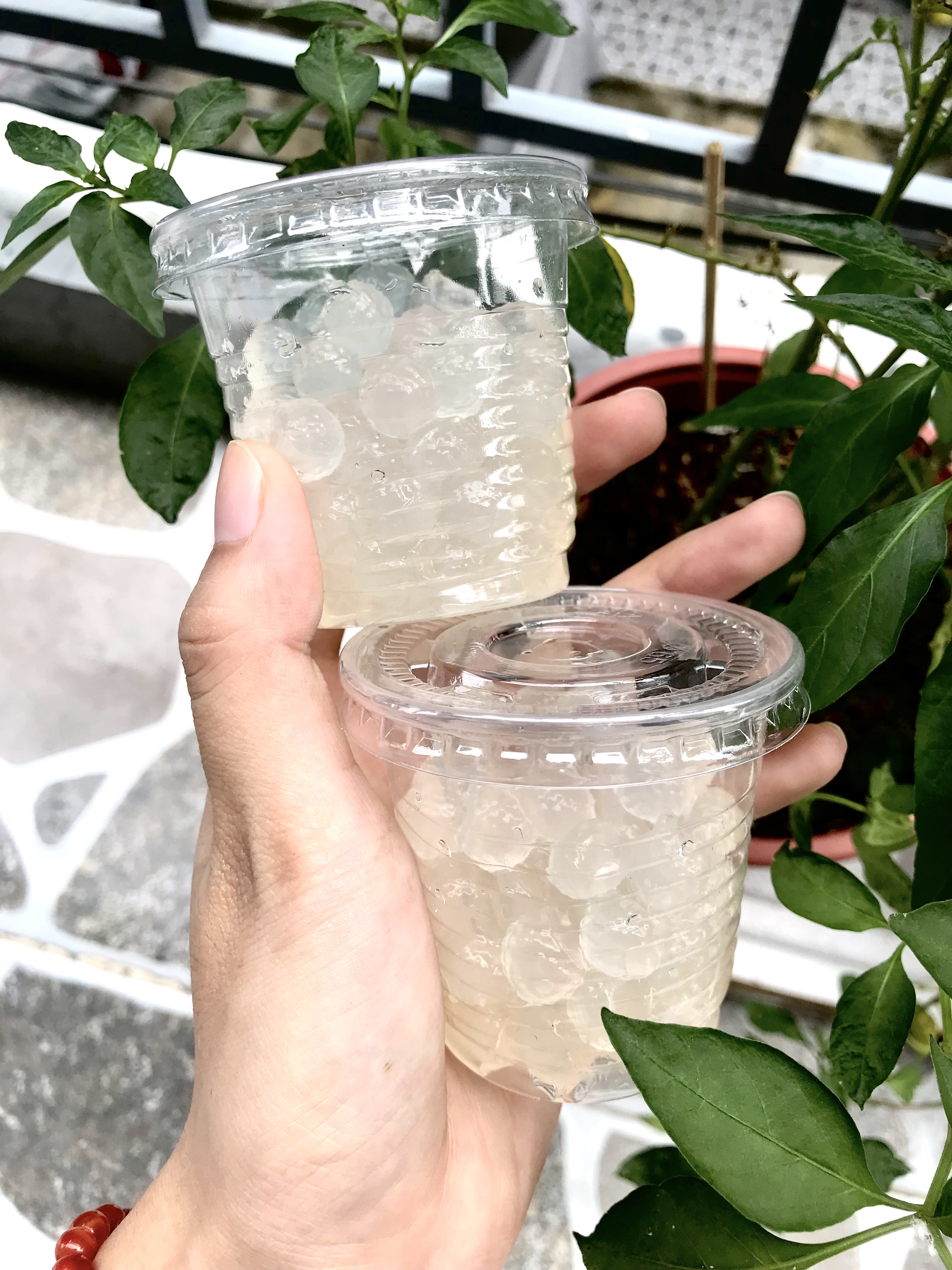 Trân châu trắng 