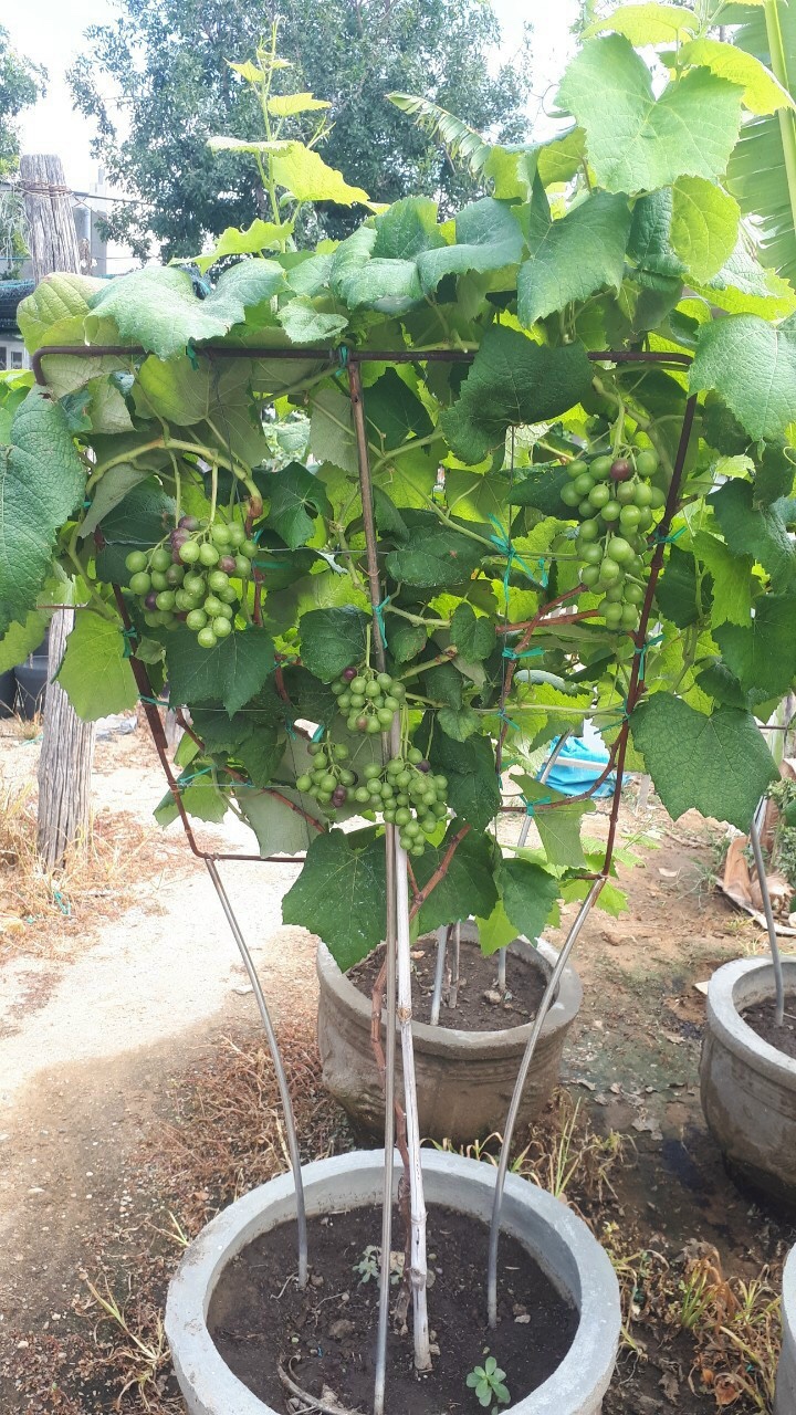 Nho Kiểng Ninh Thuận MS001