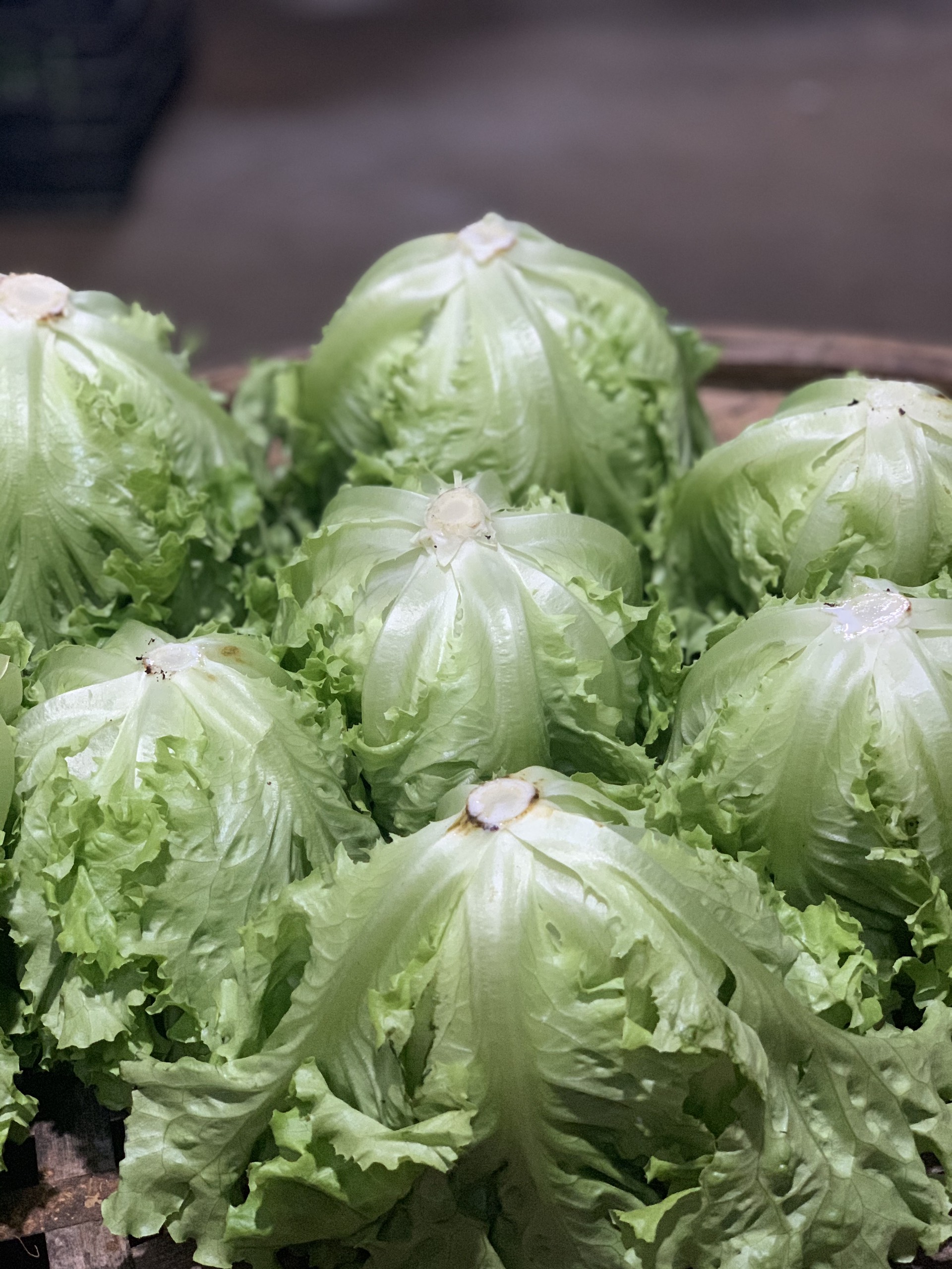 Rau xà lách Bata xanh 500g