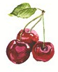 Cherry Chile
