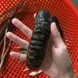 1 CON HẢI SÂM NHỎ