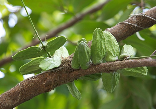 100GR MỎ QUẠ