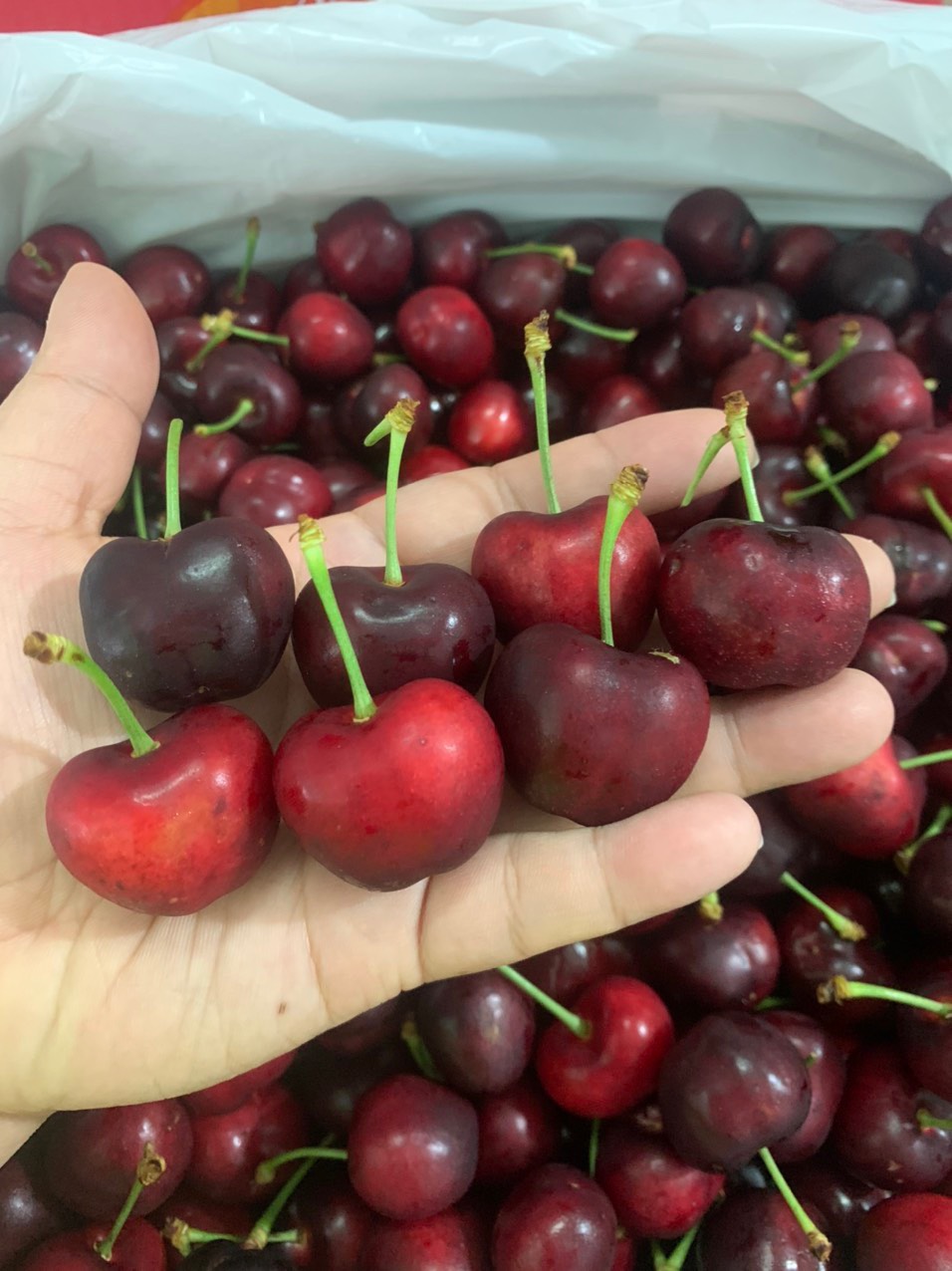 Cherry Mỹ Nhập Khẩu