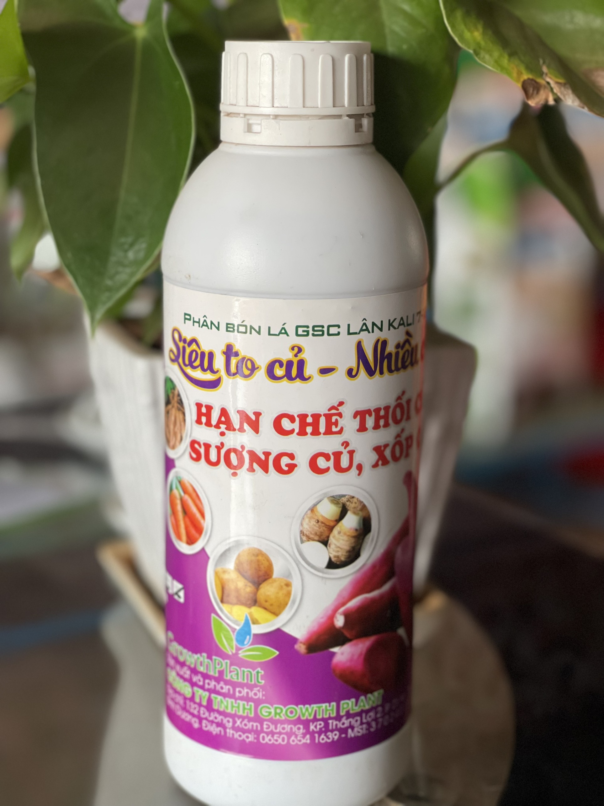 SIÊU TO CỦ- NHIỀU CỦ