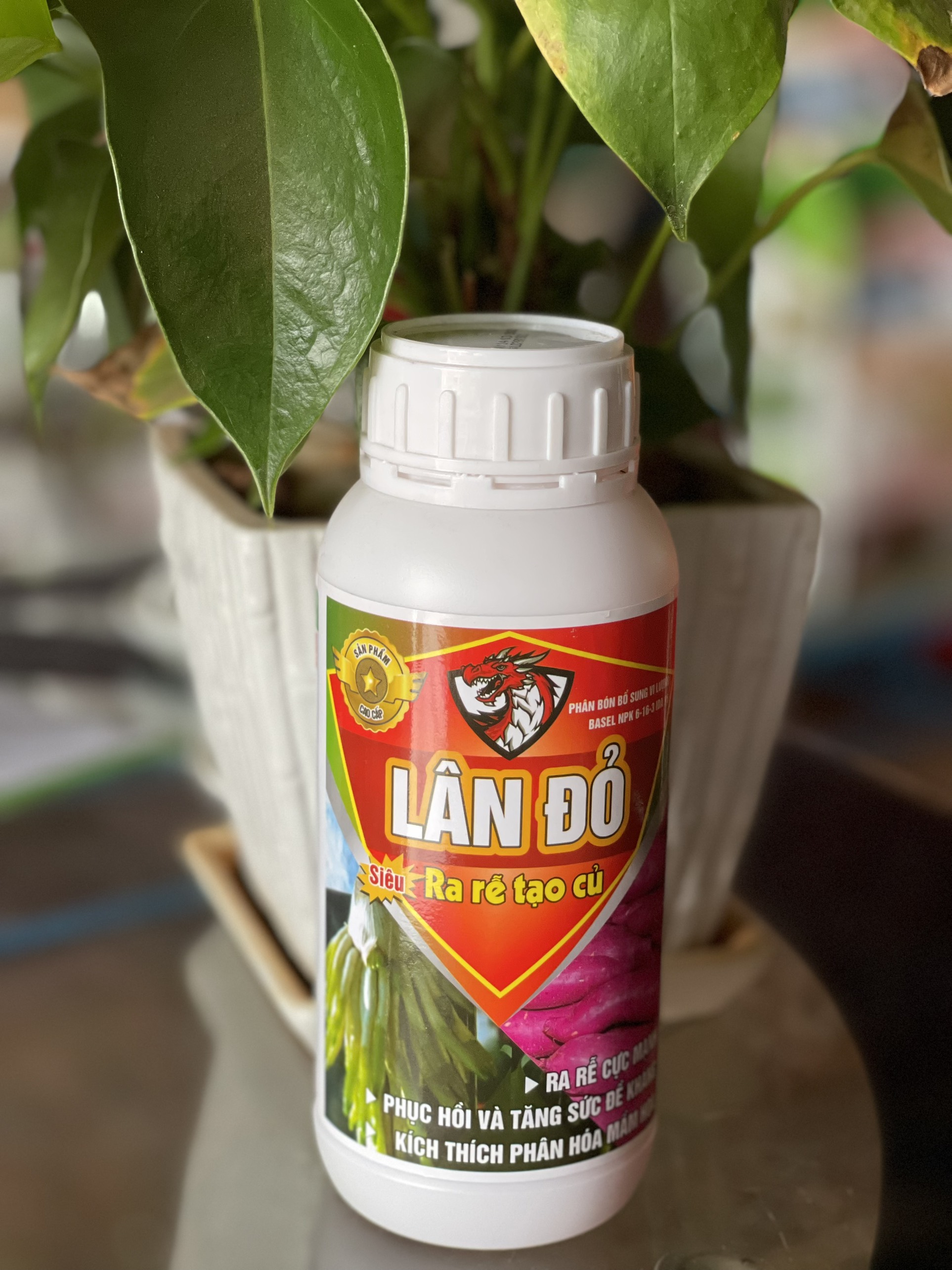 LÂN ĐỎ