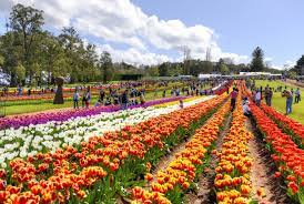 DU LỊCH ÚC - CHIÊM NGƯỠNG LỄ HỘI HOA FLORIADE