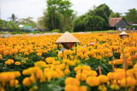 TOUR LÀNG HOA SA ĐÉC – NÚI CẤM – CHÙA BÀ – TRÀ SƯ
