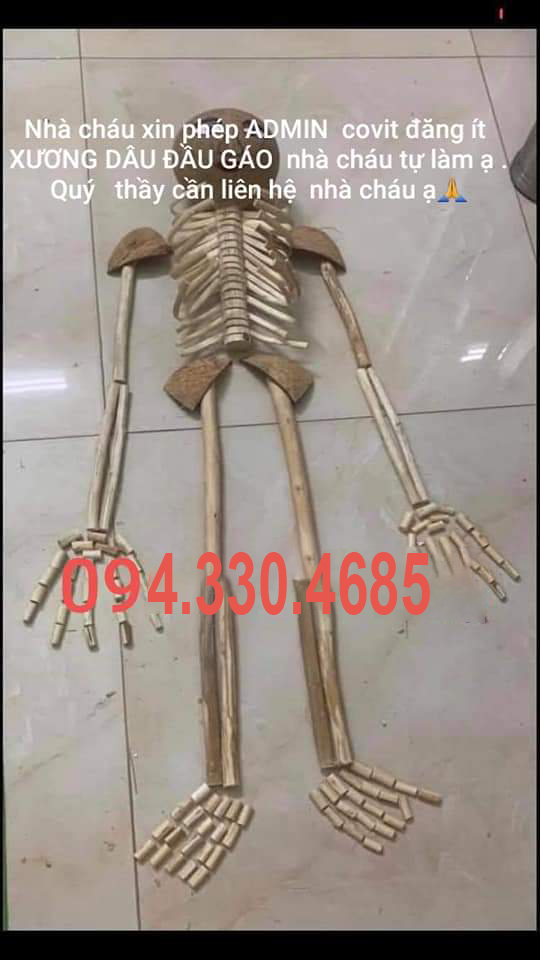 Xương dâu đầu gáo