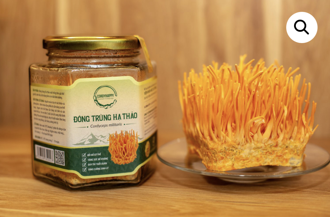 Đông trùng hạ thảo quả thể tươi