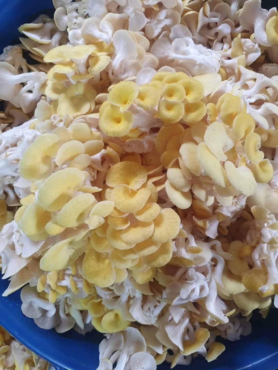 NẤM HOÀNG KIM 