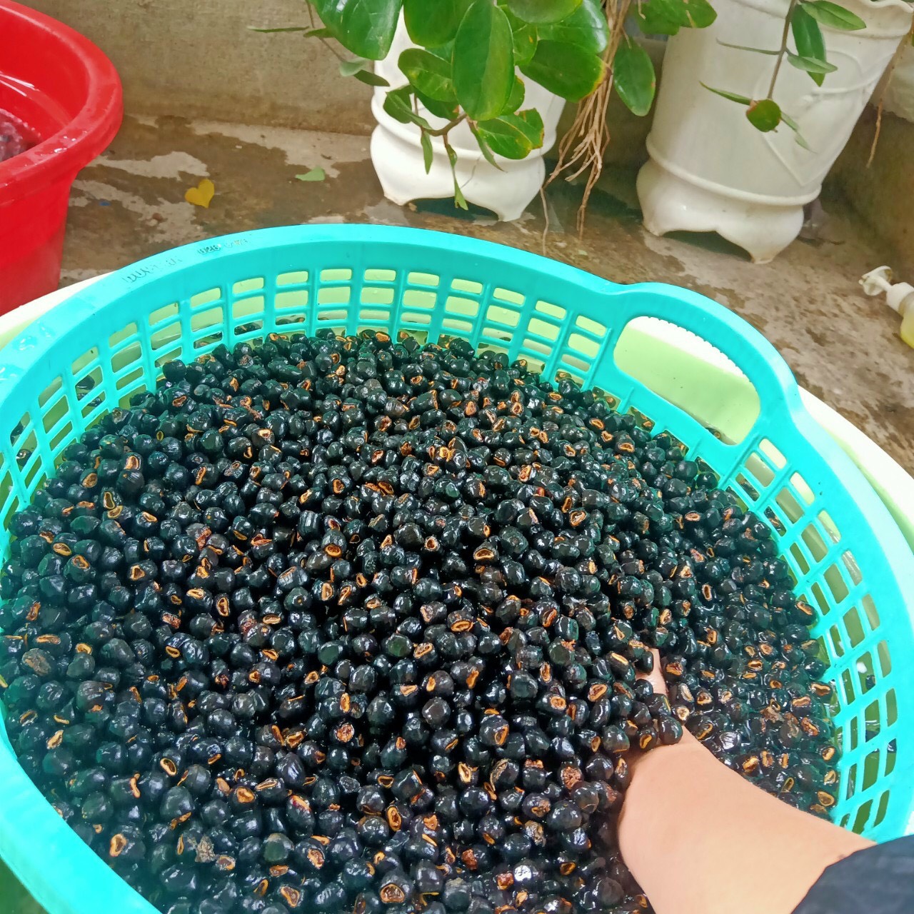 Mua 3KG