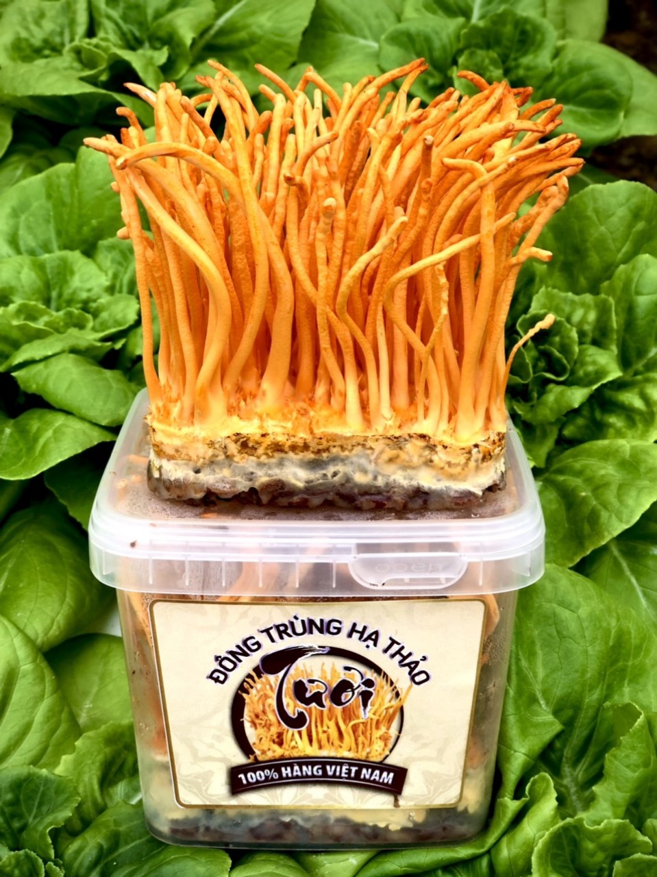Đông Trùng Hạ Thảo Tươi