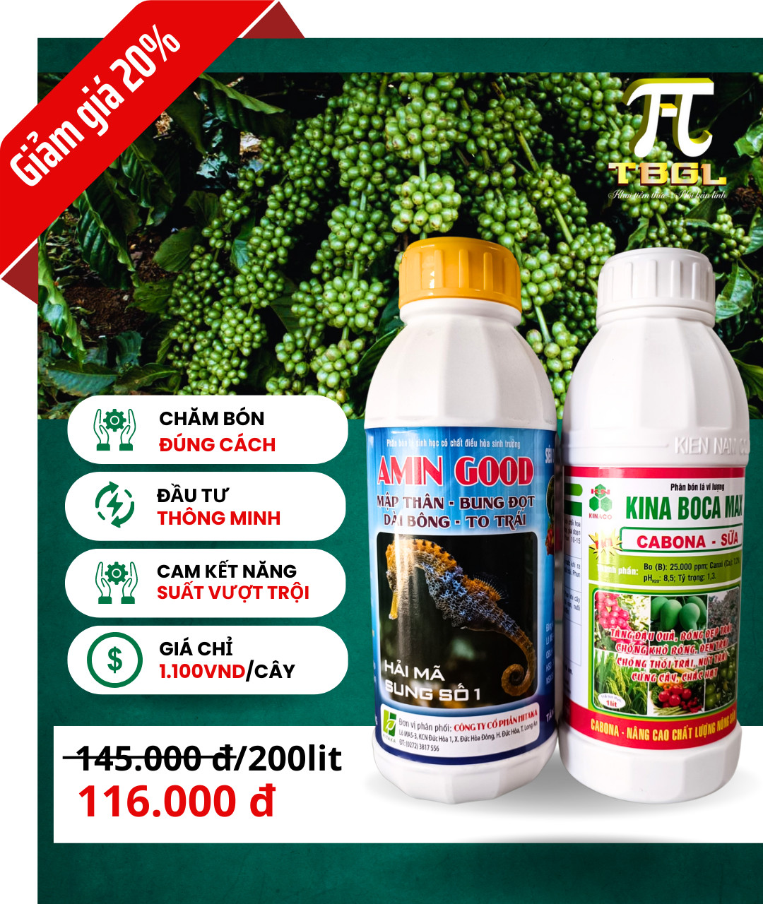 Combo chống rụng - lớn trái Cabona(250ml) + 1chai AminGood 500ml pha 400lit nước