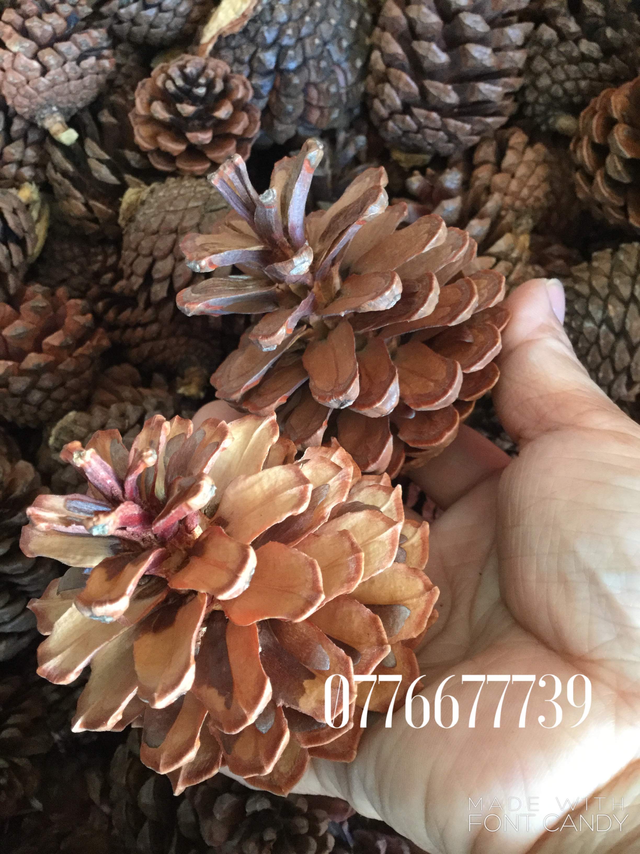 Quả Thông trang trí - 1kg loại Trung (40 ->45 quả)