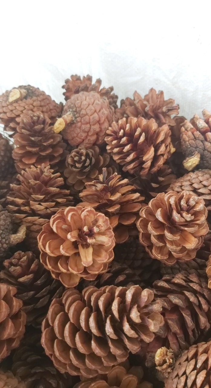 Quả thông trang trí, 1kg nhiều cỡ (50->55 quả)