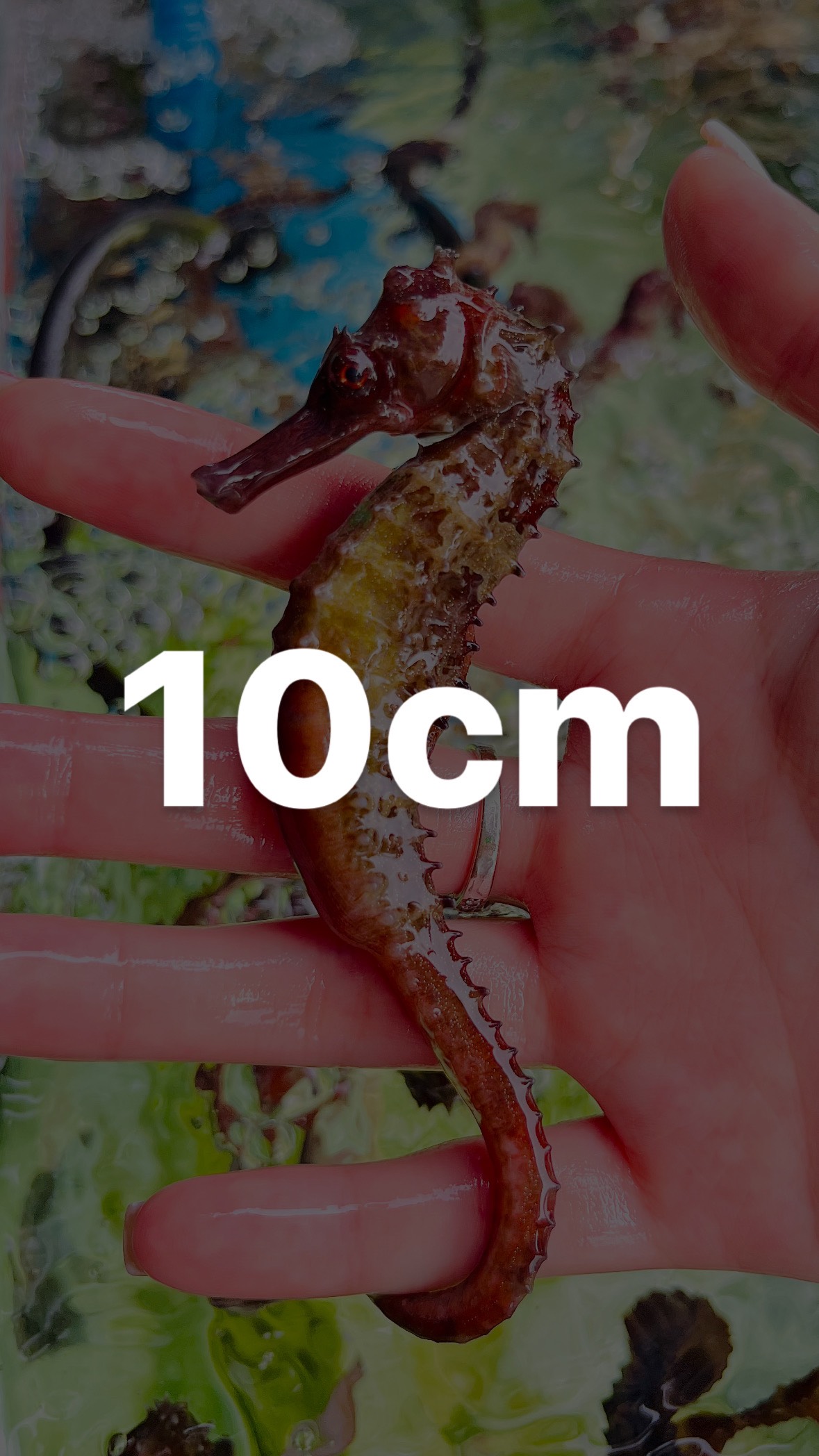 CÁ NGỰA 10CM