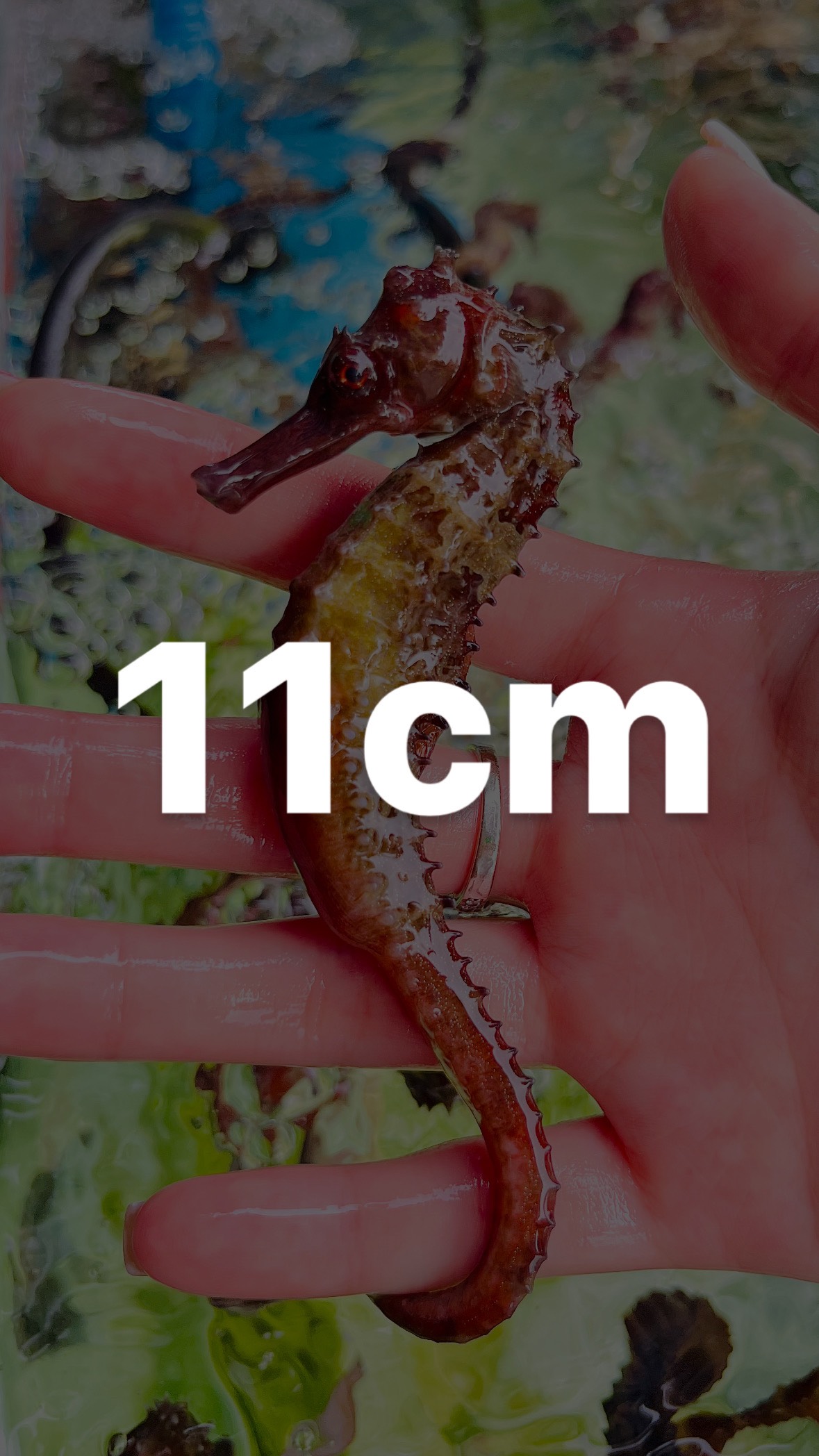 CÁ NGỰA 11CM