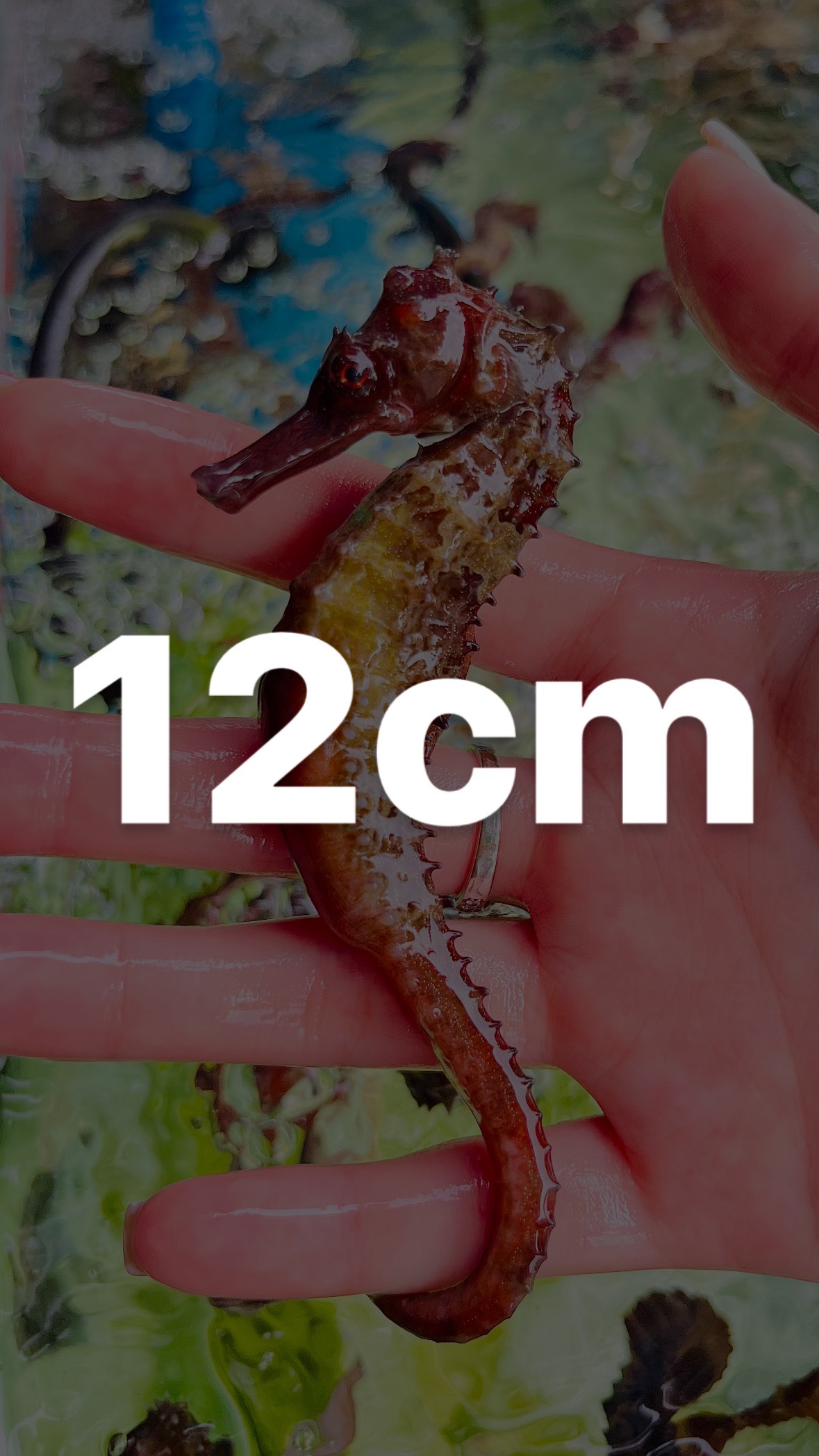 CÁ NGỰA 12CM