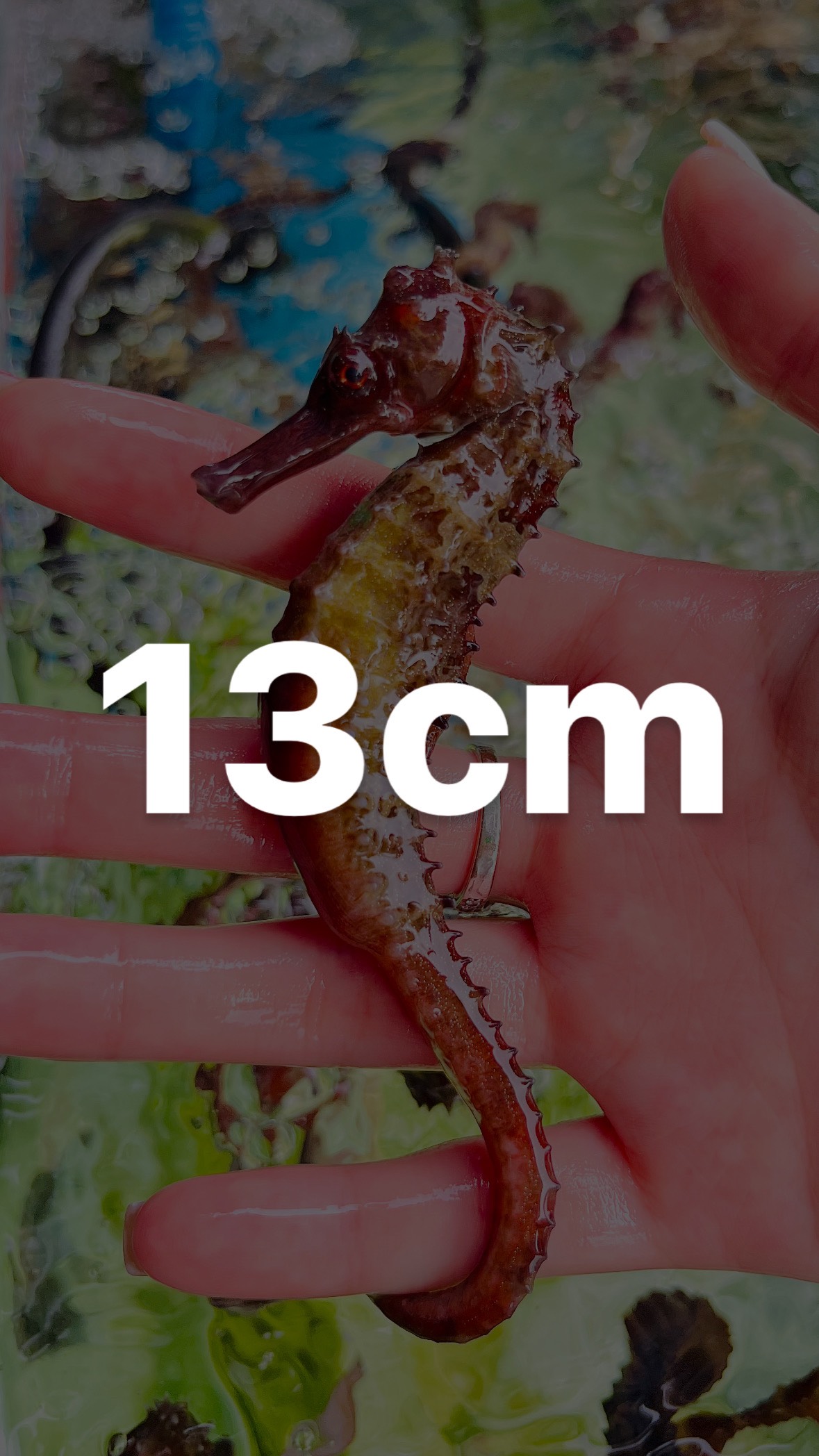 CÁ NGỰA 13CM
