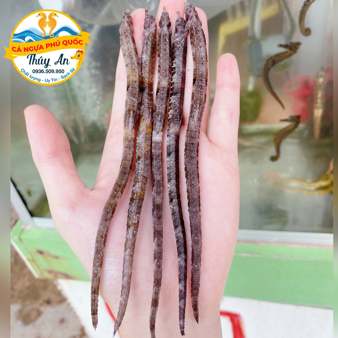 Hải xà Phú Quốc